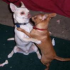 Puppy Dance APK