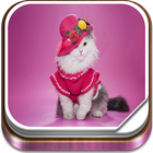 Cute Cat Live Wallpaper 图标