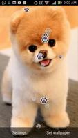 Cute Puppy Live Wallpaper 海報
