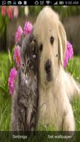 Cute Puppy Live Wallpaper syot layar 1