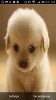 Cute Puppy Live Wallpaper اسکرین شاٹ 3