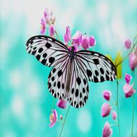 Butterfly Live Wallpaper Affiche