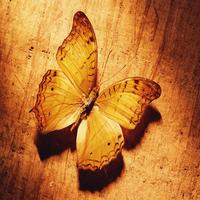 Butterfly Live Wallpaper 截圖 1