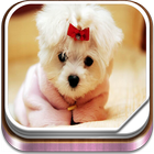 Puppy Live Wallpaper biểu tượng