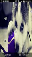 Puppy Live Wallpaper Affiche