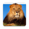 Guess the animal... APK