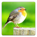 Birds Wallpapers