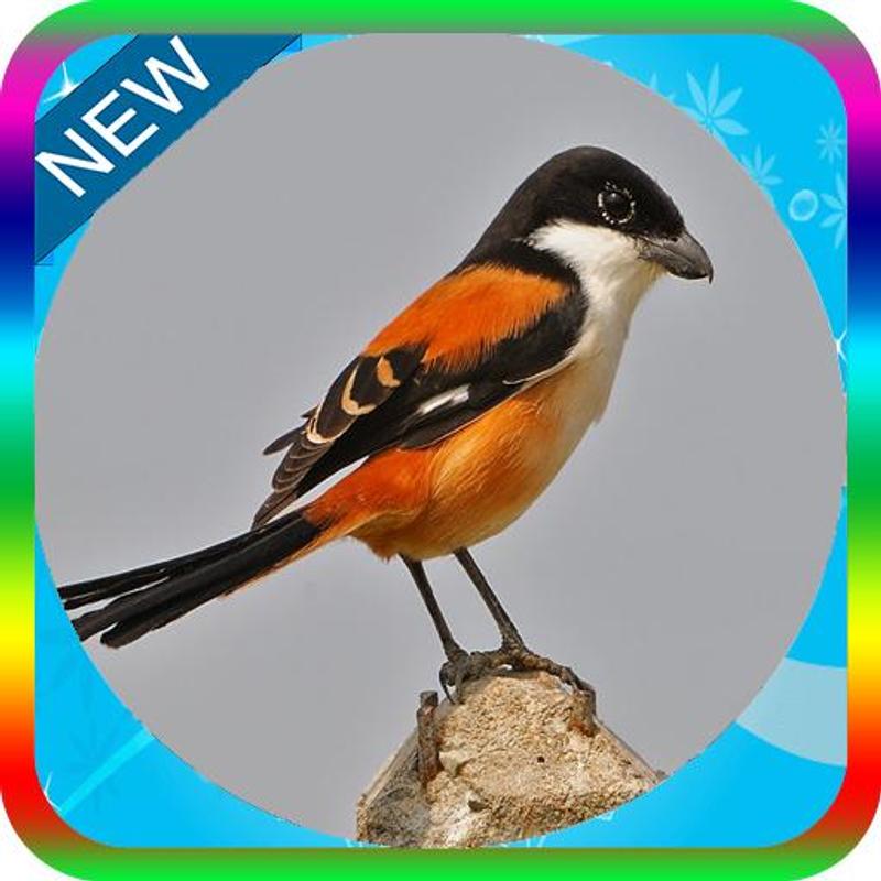 burung cendet mp3 download Download mp3 suara burung cendet gacor ngerol serta ngekek.