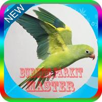 Kicau Master Burung Parkit-poster