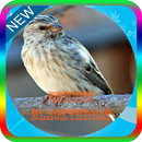 Kicau Burung Blackthroat master Offline APK