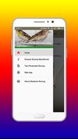 Kicau Burung Blackthroat master Offline screenshot 1