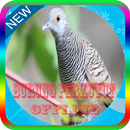 Kicau Burung Perkutut Offline APK