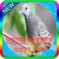 Kicau Burung Perkutut Offline Poster