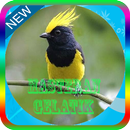 Masteran Burung Gelatik Offline APK