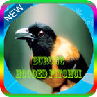 Masteran Burung Hooded Pitohui Mp3 icon