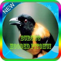 Masteran Burung Hooded Pitohui Mp3 poster