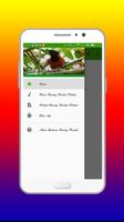 Masteran Burung Hooded Pitohui Mp3 screenshot 1