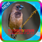 Masteran Burung Pipit Offline icône