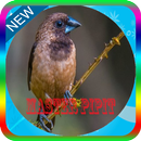 Masteran Burung Pipit Offline APK