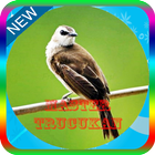 Masteran Burung Trucukan Mp3 Offline biểu tượng