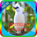 Masteran Jalak Bali Offline APK