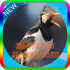 Masteran Jalak Suren Lengkap Mp3 biểu tượng