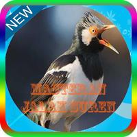 Masteran Jalak Suren Lengkap Mp3 bài đăng