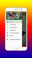 Master Kicau Burung Murai Offline imagem de tela 1