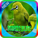 Master Kicau Burung Pleci Mp3 APK