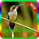 Rabo Branco de Garganta Rajada New APK