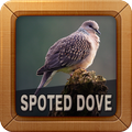Spotted Dove Bird Sounds