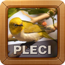 Kicau Burung Pleci Pilihan APK