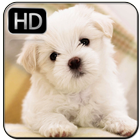 Cute Dog Wallpapers आइकन