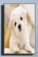 Cute Dog Wallpapers स्क्रीनशॉट 3