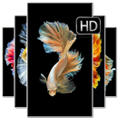 Betta Fish Wallpaper aplikacja