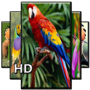 Beautiful Birds Wallpaper APK