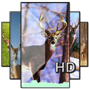 Deer Wallpapers APK