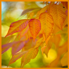 Warm Autumn Live Wallpapers आइकन