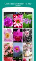 Pink Flowers Wallpapers HD Affiche