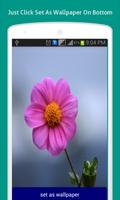Pink Flowers Wallpapers HD скриншот 1