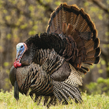Turkey Calls আইকন