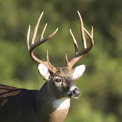 Скачать Whitetail Deer Calls XAPK