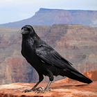 Crow Calls biểu tượng