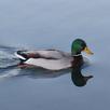 Duck Calls APK