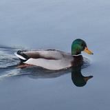 Duck Calls Zeichen