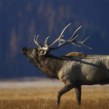 آیکون‌ Elk Calls