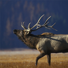 Elk Calls ikona
