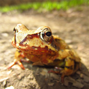 Frog Calls APK