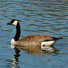 Goose Calls biểu tượng