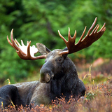Moose Calls أيقونة